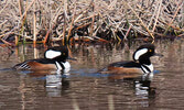 During one of his morning walks MacKenzie spotted a pair of Hooded Mergansers. - Photo Courtesy Dick MacKenzie