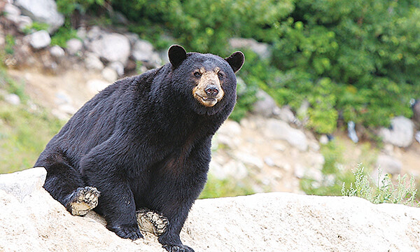 Special to The Bulletin: Be Bear Wise And Prevent Bears From Visiting