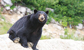 A black bear at the dump in Sioux Lookout. - Bulletin File Folder