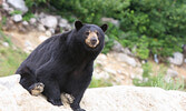 A black bear at the Hidden Lake Landfill in the summer of 2010.   Bulletin File Photo