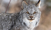 Best Wildlife Photo - First Place - Ari Wantoro