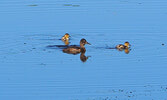 3rd Place - Best Wildlife Photo – Merle Burkholder