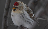 This Common Redpoll is just one of the many birds that the Ontario Breeding Bird Atlas hopes to learn more about over its five year run time. The survey is placing special emphasis on the north  and volunteer surveyors are encouraged to assist.   Mike Law