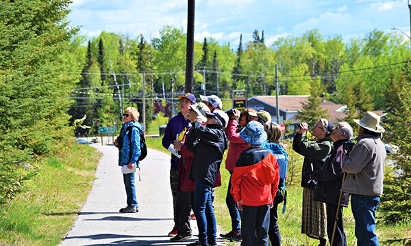 2020 Sioux Lookout Bird Walk cancelled, Bird Watchers Group staying active