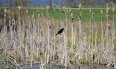 A red-winged blackbird spotted along the shores of Pelican Lake near the Travel Information Centre. - Jesse Bonello / Bulletin Photo