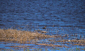 A red-necked Grebe spotted along the shores of Pelican Lake. - Jesse Bonello / Bulletin Photo