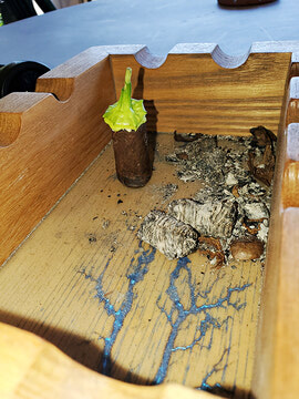 Dick's Hideaway: The cigar and a hot pepper 