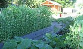 A bountiful crop seen growing at the Community Garden in 2013.   File Photo