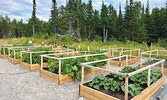 The Community Garden in Frenchman’s Head, Lac Seul, with planter boxes full of vegetables.   Photo courtesy of Keisha Wabano
