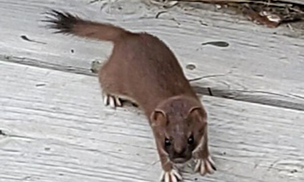 Dick's Hideaway: A devil under the front door step  