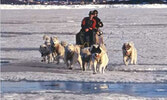 Modern-day couple in Nunavet hauling provisions by dogsled in springtime.     Source: Nunavet Parks, "Listen to the Land," 2016