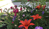 A Sioux Lookout flower garden in bloom. - Buletin File Photo