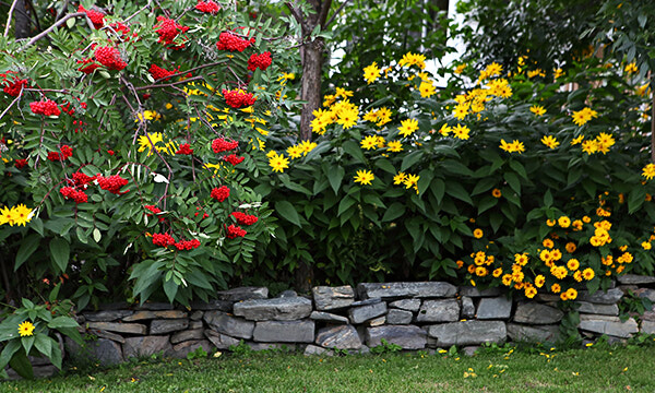 Local enthusiasts provide information to help your thumbs, gardens get greener