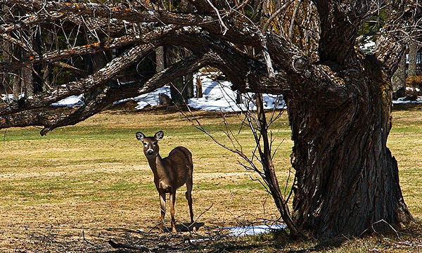 MNRF Report:  Help save a deer - Don’t let Fido run loose outdoors 