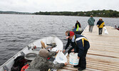Jr. Walleye Championship participants bring their catches to the weigh station.     Tim Brody / Bulletin Photos
