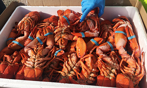 Rotary Lobster Sale a successful community event