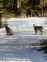 This pair of lynx were sighted at the entrance of a snowmobile trail on Sturgeon River Road last  Friday evening. - Reeti Meenakshi Rohilla / Bulletin Photo