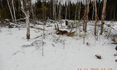A photo of the scene where the moose was intentionally concealed.     Ministry of Northern Development, Mines, Natural Resources and Forestry / Submitted Photo