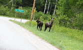 Moose spotted in Alcona during the summer. - Bulletin File Photo