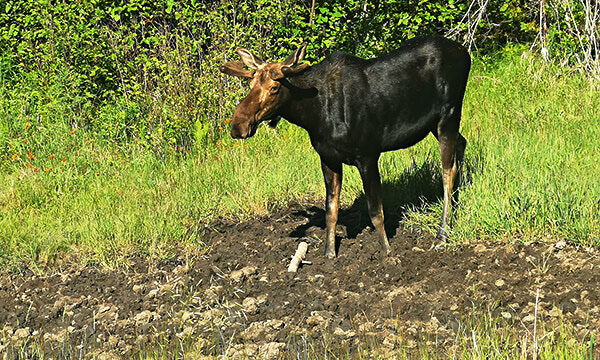 Moose Creek moose