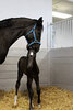 A mare and her foal.    Royal Canadian Mounted Police / Facebook