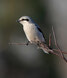 A Northern Shrike keeps watch over an open field just outside of Sioux Lookout, waiting for its chance to grab its next meal. Small birds, rodents, and insects are it’s preferred food sources.     Mike Lawrence / Bulletin Photo