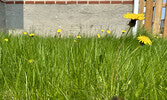 Residents of the Municipality of Sioux Lookout are permitted to forgo mowing their yards in May, June during “Pollinator Appreciation Months”.   Tim Brody / Bulletin Photo