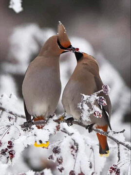 Peak time for local birdwatchers to spot local rare bird species 