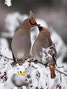 Bohemian Waxwings sharing a berry. Photo taken on Prince Street during mid-January.  - Michael Lawrence / Submitted Photo