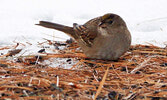 A Golden-crowned Sparrow photographed earlier this month on Sturgeon River Road. - Merle Nisly / Submitted Photo