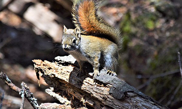 Squirrels to be seen
