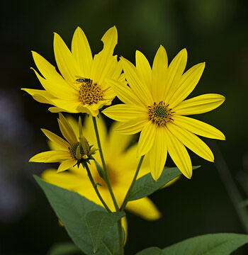 Nature’s Beauty