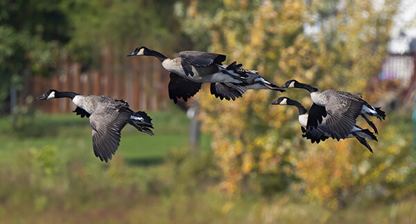 Geese gathering