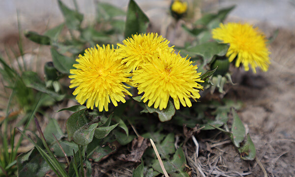 Spring in  Sioux Lookout 2021