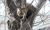 Tim Brody / Bulletin Photo