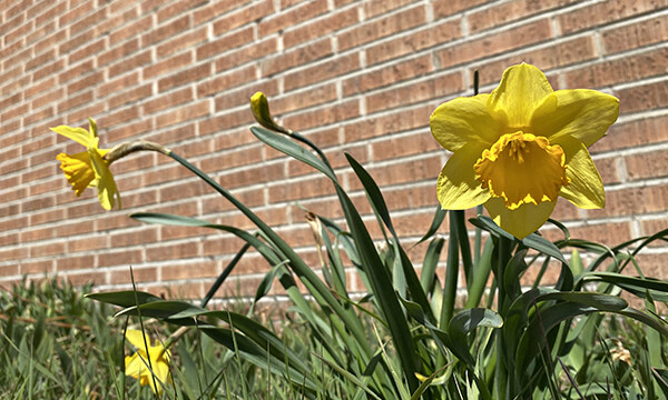 Spring colours