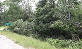 Trees blown over by Goretzki Road in Alcona.     Tim Brody / Bulletin Photo