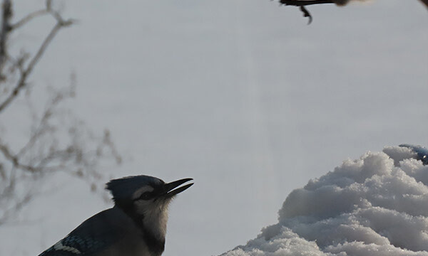 Dick's Hideaway: Winter is blowing in